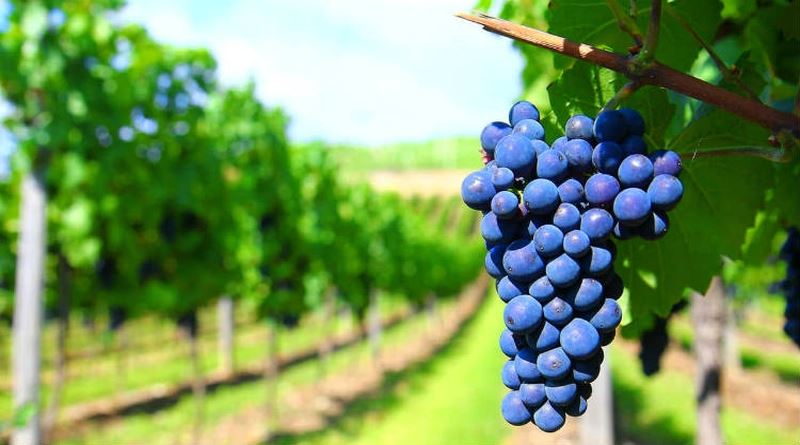 От гроздето до етикета с Labelmate